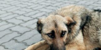 27 регистрирани домашни любимци в Общината, продължава недоволството на граждани от безстопанствените кучета