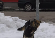 На пръстите на едната ръка се броят жалбите за бездомни кучета в Асеновград