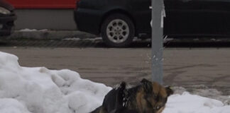 На пръстите на едната ръка се броят жалбите за бездомни кучета в Асеновград