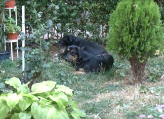 Преброяване на безстопанствените кучета