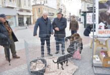 Кучета от приют търсят своите нови собственици