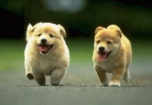 Засилен контрол при регистрацията на домашните любимци, плащането на местния данък и грижата за тяхното здраве