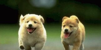 Засилен контрол при регистрацията на домашните любимци, плащането на местния данък и грижата за тяхното здраве