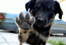 Кампания търси дом за бездомни кученца