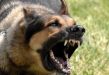 Малко дете е било нахапано жестоко от домашно куче в Крумово