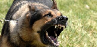 Малко дете е било нахапано жестоко от домашно куче в Крумово