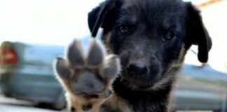 Кампания търси дом за бездомни кученца