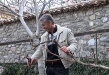 Зарязаха лозата в Етнографската къща в Асеновград, вино потече от старинната чешма