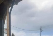 Стартира нова кампания за домашните любимци в Асеновград