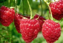 От понеделник приемат заявления за борба с вредителите по трайните насаждения