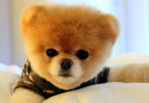 Над 480 са новорегистрираните домашни кучета в Пловдив от началото на годината