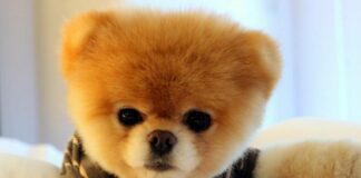 Над 480 са новорегистрираните домашни кучета в Пловдив от началото на годината