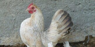 БАБХ: За да бъде спасена индустрията, мерките за биосигурност във фермите трябва да се прилагат ефективно от всички