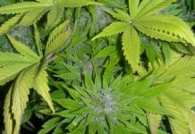 Сушилня за канабис бе разкрита в Горнослав