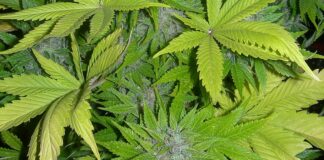 Сушилня за канабис бе разкрита в Горнослав