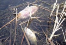 Няма замърсяване в река Чепеларска край Нареченски бани