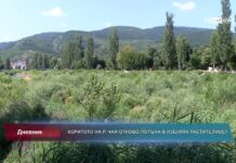 Дневник 20.07.2023