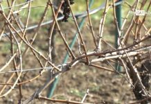 Трифон Зарезан в селата Избеглии и Златовръх 14.02.2026