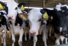 На работа с фермер 04.04.2022