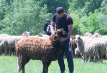 На работа с овцевъд 09.05.2022