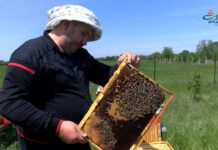 На работа с пчелар