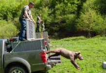 Върнаха в природата намерени миналата година мечета