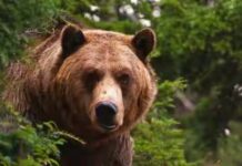 Пета мечка с GPS-GSM нашийник обитава НП „Централен Балкан“