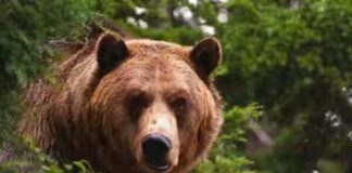 Пета мечка с GPS-GSM нашийник обитава НП „Централен Балкан“