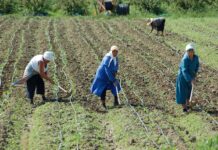 До края на януари стопаните доказват реализацията на плодове и зеленчуци по схемите за обвързано подпомагане