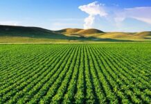 Земеделски стопани получиха 77,1 млн. лв. доплащане по СЕПП за кампания 2017 г.