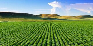 Земеделски стопани получиха 77,1 млн. лв. доплащане по СЕПП за кампания 2017 г.