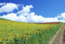 Финансово подпомагане за млади земеделски стопани