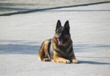 Ден на отворени врати в база “Питомник” към пловдивската полиция днес