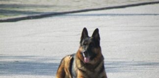 Ден на отворени врати в база “Питомник” към пловдивската полиция днес