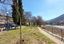 Засадиха нови дървета на мястото на премахнатите до ОУ „Христо Ботев“