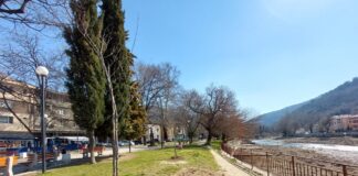 Засадиха нови дървета на мястото на премахнатите до ОУ „Христо Ботев“