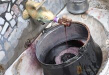 На Трифон Зарезан отново ще тече вино от чешма в Асеновград