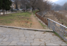 Отстраняването на стари дървета в Асеновград взриви социалните мрежи