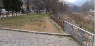 Отстраняването на стари дървета в Асеновград взриви социалните мрежи