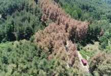 Регистриран е спад на засегнатите от корояд територии