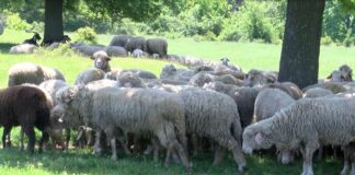 Първично огнище на шарка по животните в Първомай констатира БАБХ
