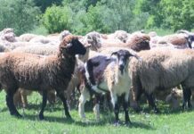 Асеновград е сред общините с огнища на зараза от шарка по дребните преживни животни