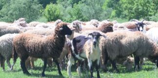 Асеновград е сред общините с огнища на зараза от шарка по дребните преживни животни