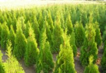 „Геосим” ЕООД спечели новата поръчка за доставка на растителност в Асеновград