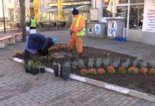 Засаждат цветя и дръвчета в централната градска част на Асеновград Засаждане на цветя
