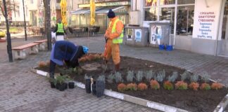 Засаждат цветя и дръвчета в централната градска част на Асеновград Засаждане на цветя