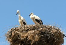 Спасителна акция в село Леново