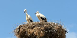 Спасителна акция в село Леново