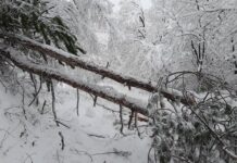 Паднали дървета и липса на ток в асеновградско след снеговалежа