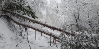 Паднали дървета и липса на ток в асеновградско след снеговалежа